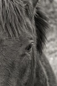 Close-up of horse
