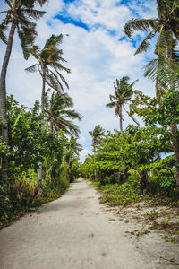 Road amidst trees against sky