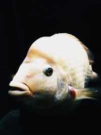 Close-up of fish swimming in sea