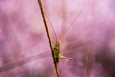 Close-up of insect on leaf