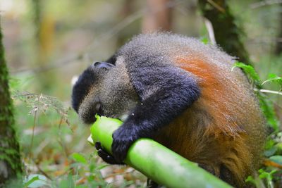 Close-up of monkey on tree