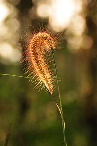 Close-up of dried plant on field