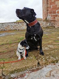 Black dog looking at camera