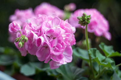 Close up of pink geranium flowers