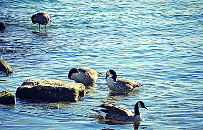 High angle view of two birds in lake