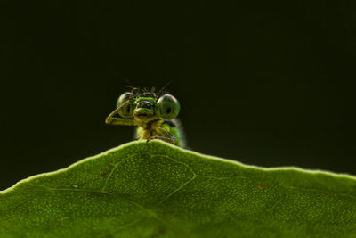 Close-up of insect on leaf against black background
