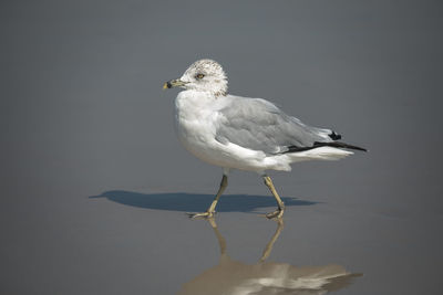 Seagull on assateague island national seashore on the delmarva peninsula in maryland