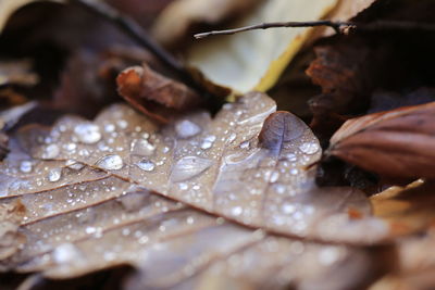 Close-up of wet leaf