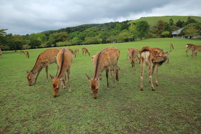 Herd of deer on green field against sky