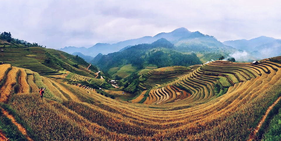 agriculture, rural scene, landscape, mountain, scenics, farm, in a row, tranquil scene, beauty in nature, travel destinations, tranquility, nature, sky, crop, field, growth, mountain range, outdoors, cultivated land, vineyard, tourism, plantation, non-urban scene, cloud - sky, majestic