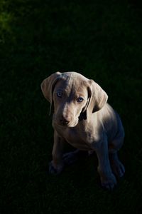 Portrait of dog relaxing on field