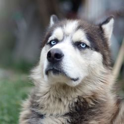 Close-up of dog looking away