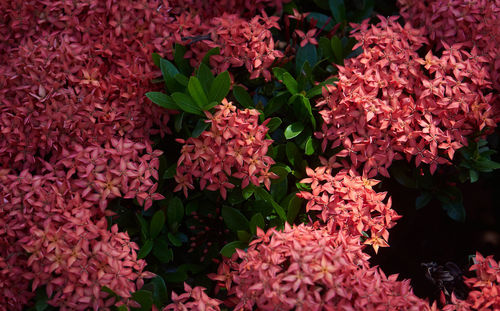 Close-up of pink flowering plants