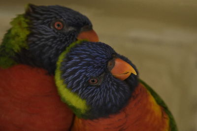 Close-up of parrot