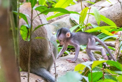 Monkeys in a plant