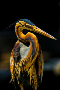 Close-up of a bird