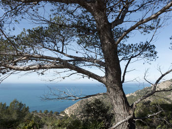 Tree by sea against sky