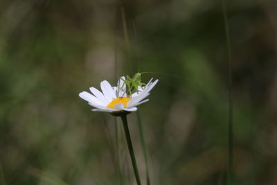 Close-up of white flowering plant