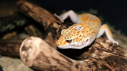 Close-up of a reptile