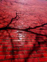 Shadow of trees on brick wall