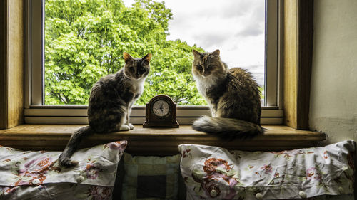 Cat on window sill at home