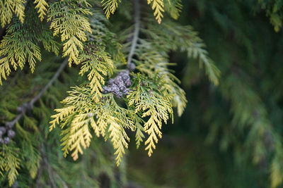 Close-up of pine tree