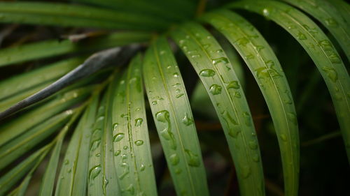 Close-up of wet green leaves during rainy season