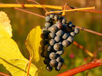 Close-up of grapes growing in vineyard