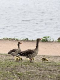 Close-up of ducks on field