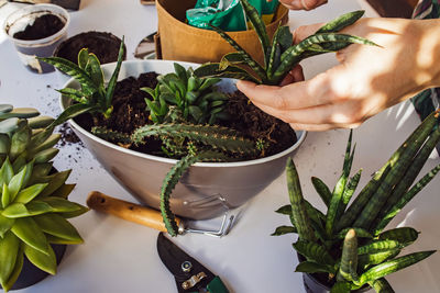 Woman's hands transplanting succulents in one pot on. making decorative green composition. 