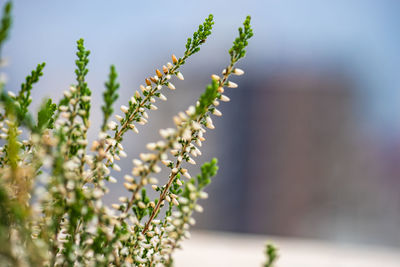 Close-up of flowering plant