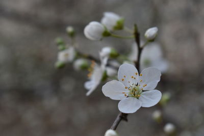 Close-up of white cherry blossom
