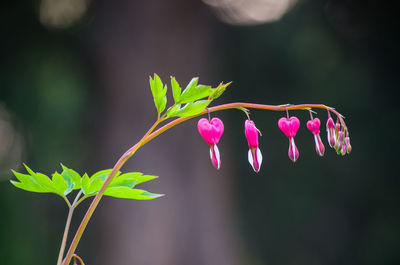 Close-up of pink flowers