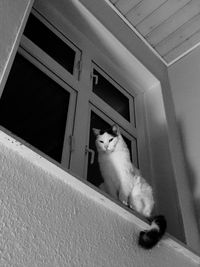 Low angle view of cat sitting on window