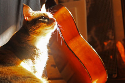 Close-up of cat looking at camera