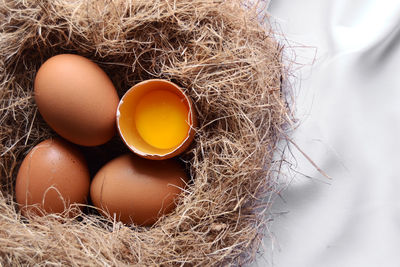 Close-up of bird in nest