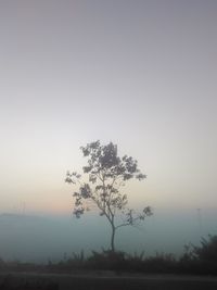 Silhouette tree on field against sky