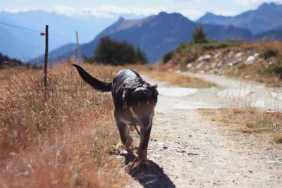 Dog walking a trail