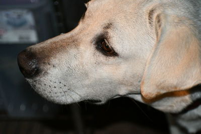 Close-up of dog looking away