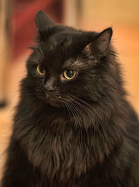 Close-up portrait of black cat