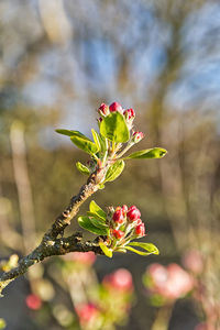 Close-up of flowering plant