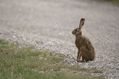 Close-up of rabbit on field