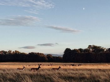 Flock of sheep in a field