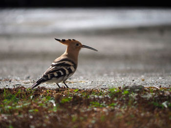 Side view of bird on land