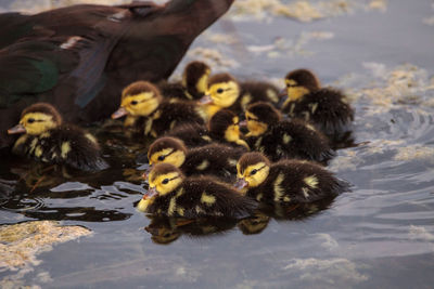 High angle view of a duck in lake