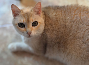 Portrait of cat relaxing on floor