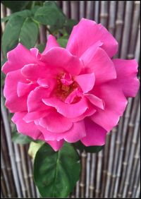 Close-up of pink rose blooming outdoors