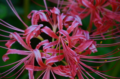 Close-up of red flower