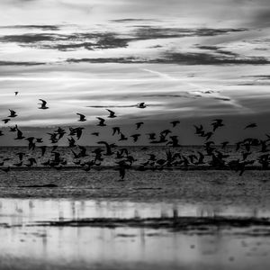 Birds flying over lake