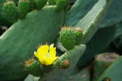 Close-up of succulent plant